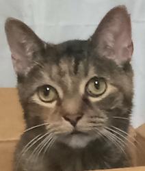 Lost Female Cat last seen Speigle Heights , Lexington, KY 40508