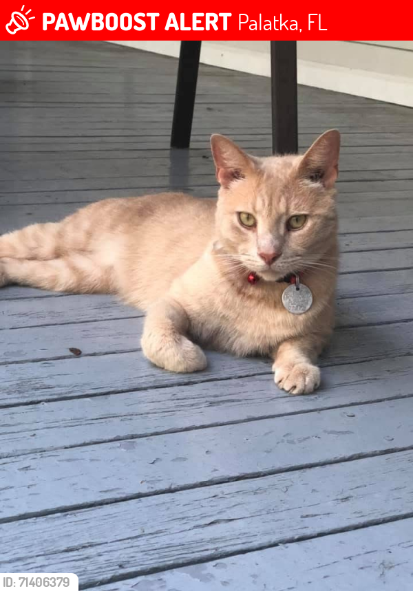Lost Male Cat last seen silver lake rd between State road 20 and silver lake drive, Palatka, FL 32177