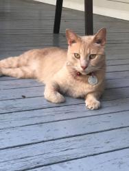 Lost Male Cat last seen silver lake rd between State road 20 and silver lake drive, Palatka, FL 32177