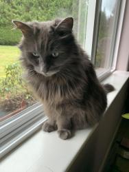 Lost Female Cat last seen Westlund Ave. Arlington, Lake Cassidy, WA 98258