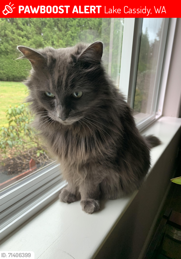 Lost Female Cat last seen Westlund Ave. Arlington, Lake Cassidy, WA 98258
