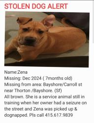 Lost Female Dog last seen Near Carrol ave near arco gas station, San Francisco, CA 94124