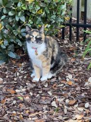 Lost Female Cat last seen Golf course at 10 T, Wilmington, NC 28412