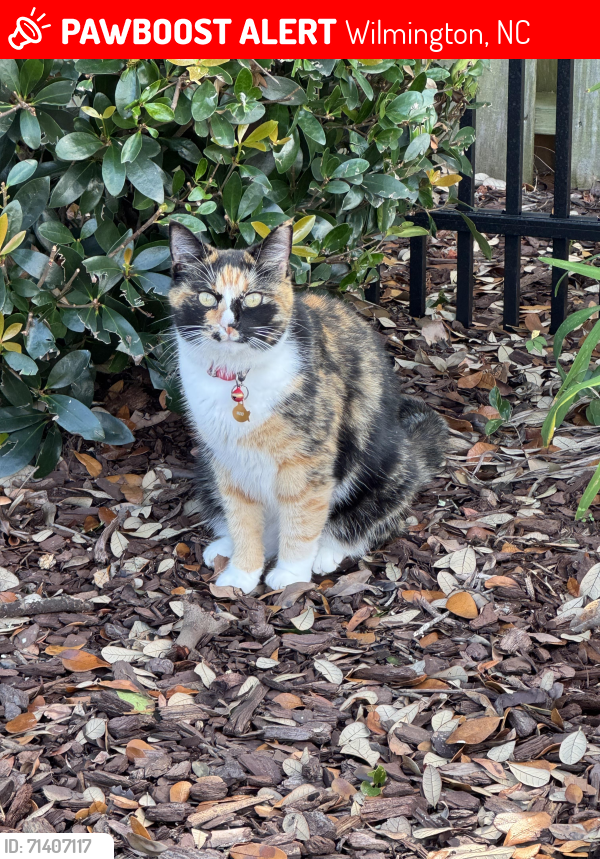Lost Female Cat last seen Golf course at 10 T, Wilmington, NC 28412