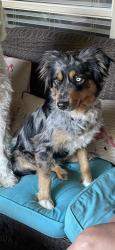 Lost Male Dog last seen Crowley rd and 1187, Crowley, TX 76036