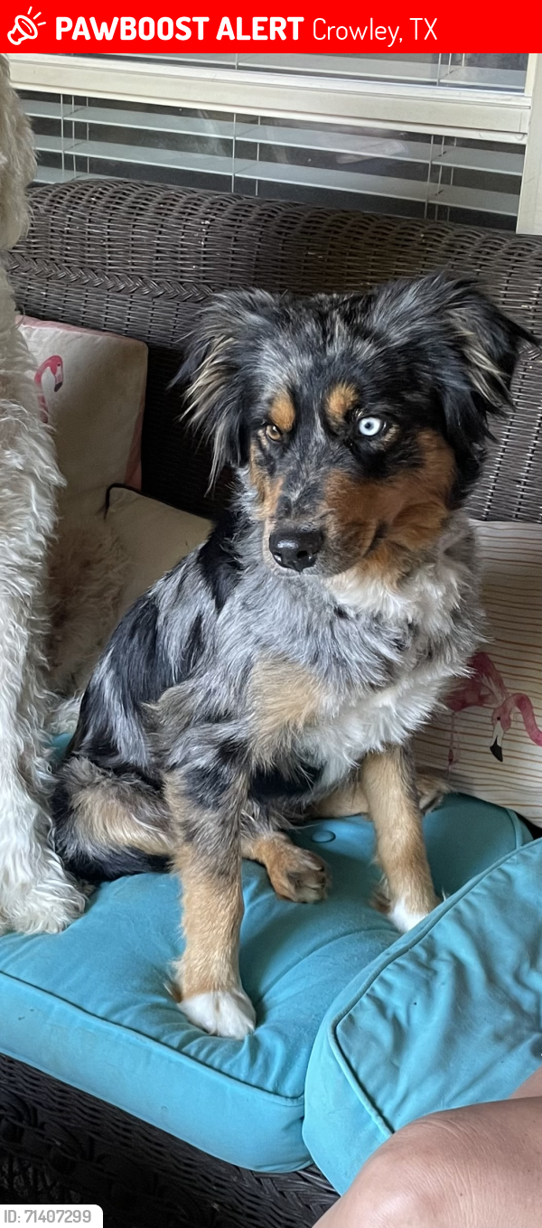 Lost Male Dog last seen Crowley rd and 1187, Crowley, TX 76036