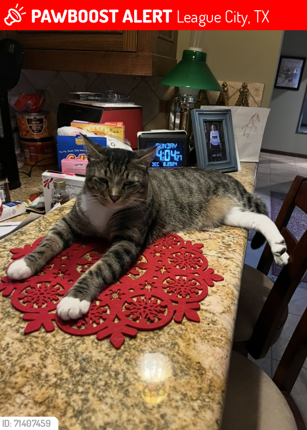 Lost Male Cat last seen East Walker/Kansas Ave., League City, TX 77573