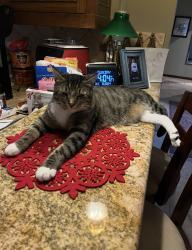 Lost Male Cat last seen East Walker/Kansas Ave., League City, TX 77573