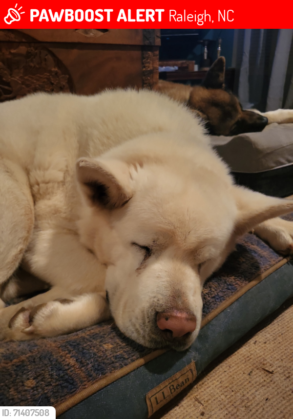 Lost Female Dog last seen Worthdale Subdivision, Poole Rd, Sunnybrook Rd, MLK Blvd, Donald Ross, Raleigh, NC 27610