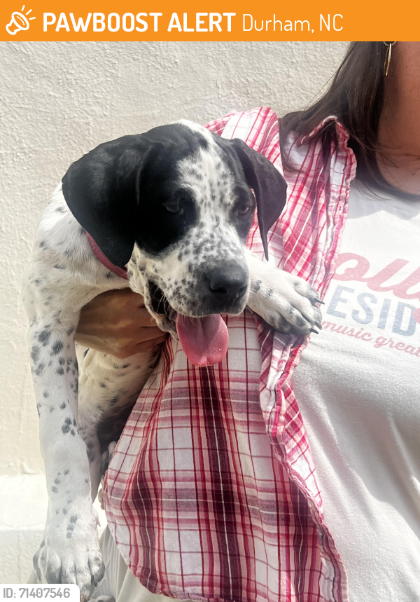 Found/Stray Female Dog last seen ATC campus, Durham, NC 27701