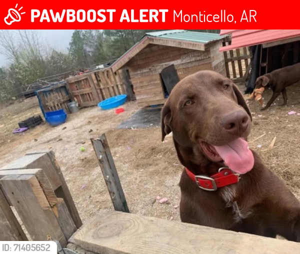 Lost Male Dog last seen Monticello Ar, Monticello, AR 71655