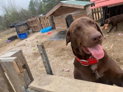 Lost Male Dog last seen Monticello Ar, Monticello, AR 71655