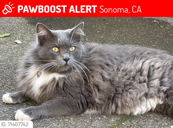 Lost Male Cat last seen Central, Sonoma, CA 95476