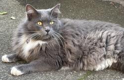 Lost Male Cat last seen Central, Sonoma, CA 95476