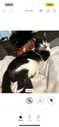 Lost Male Cat last seen Near SE 140th place Summerfield , Summerfield, FL 34491