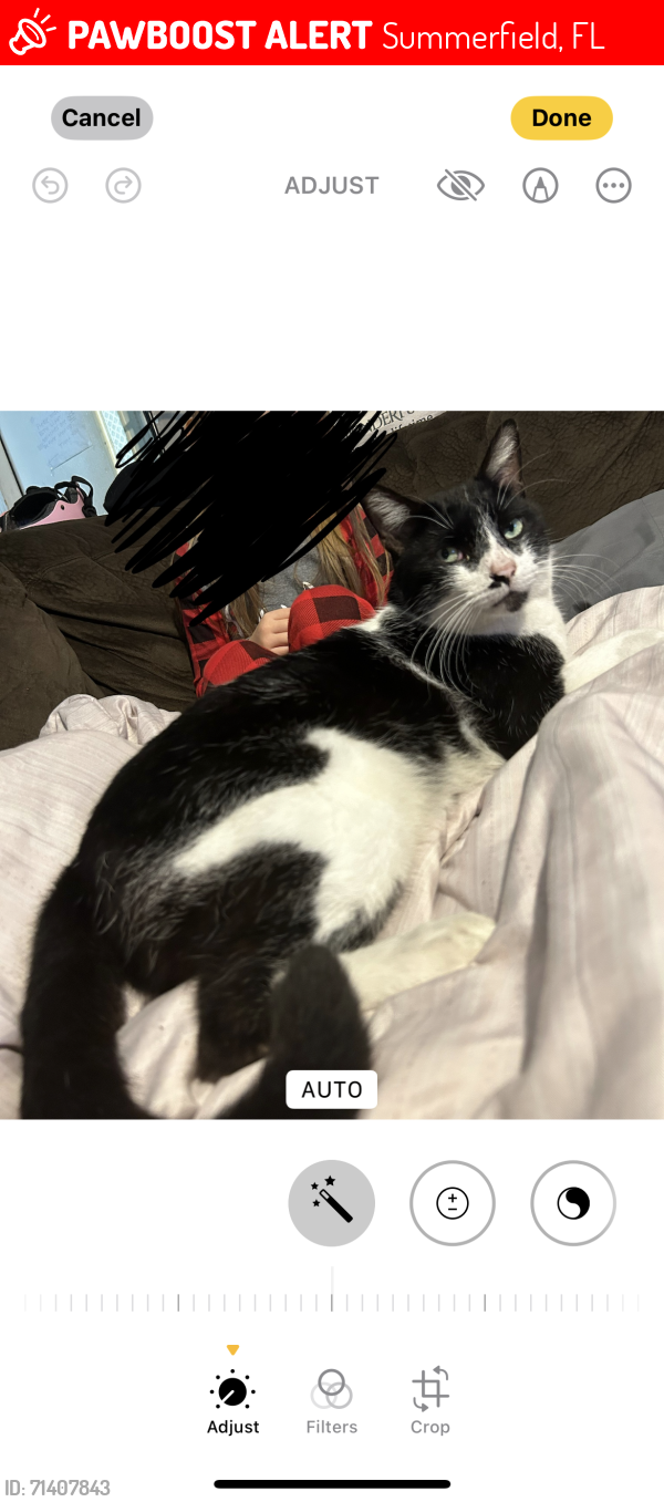 Lost Male Cat last seen Near SE 140th place Summerfield, Summerfield, FL 34491