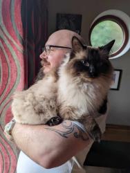 Lost Male Cat last seen Discoed, Presteigne, Wales LD8
