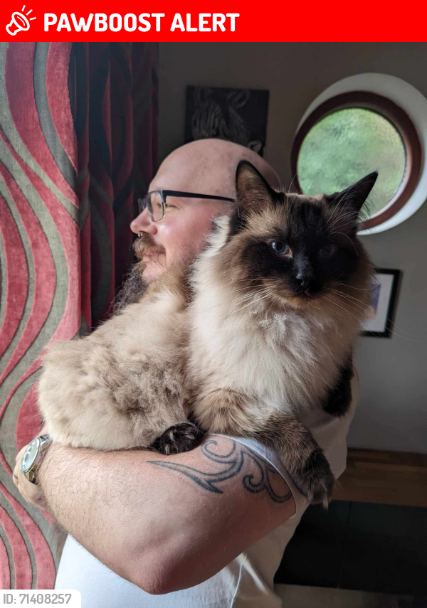 Lost Male Cat last seen Discoed, Presteigne, Wales LD8