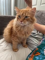 Lost Male Cat last seen dorscher/old winter garden rd, Orlando, FL 32835