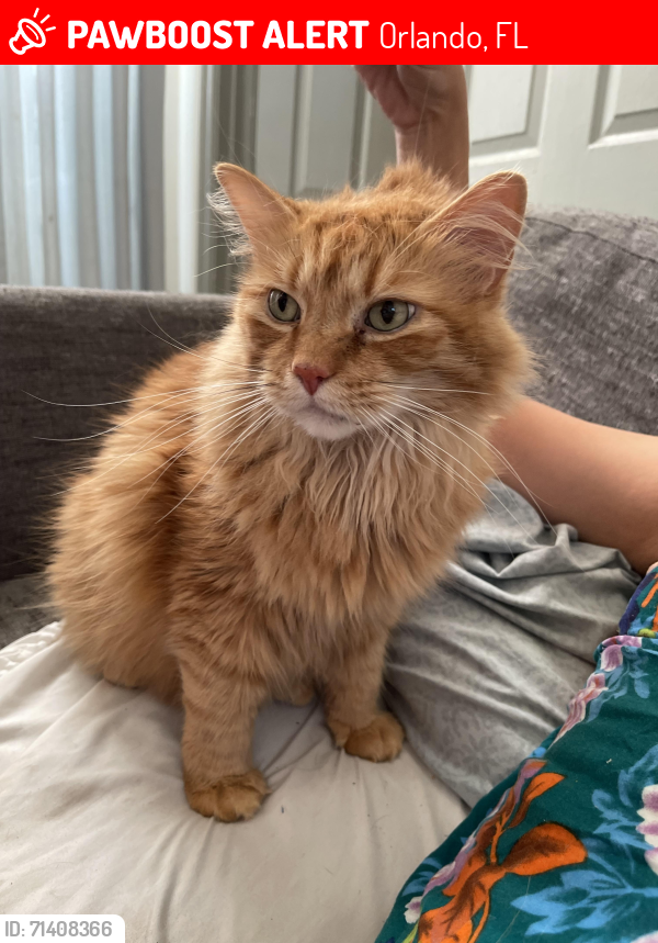 Lost Male Cat last seen dorscher/old winter garden rd, Orlando, FL 32835