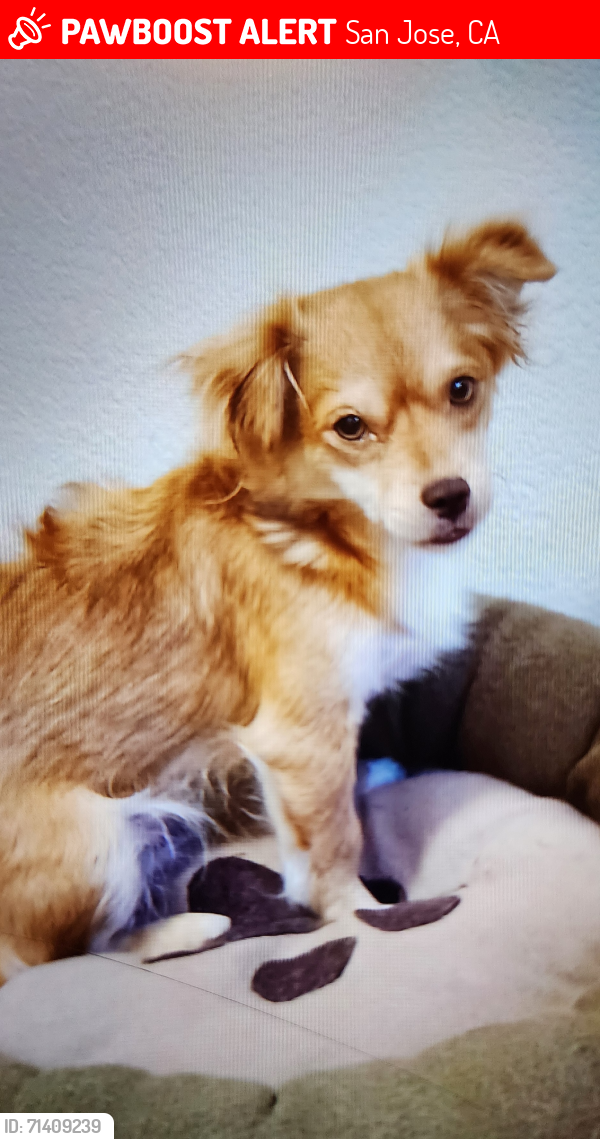 Lost Female Dog last seen San Antonio and S 28th St, San Jose, CA 95116