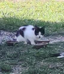 Lost Female Cat last seen Hains Rd and 64th St. N. Pinellas Park , Pinellas Park, FL 33702