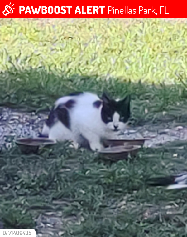 Lost Female Cat last seen Hains Rd and 64th St. N. Pinellas Park , Pinellas Park, FL 33702