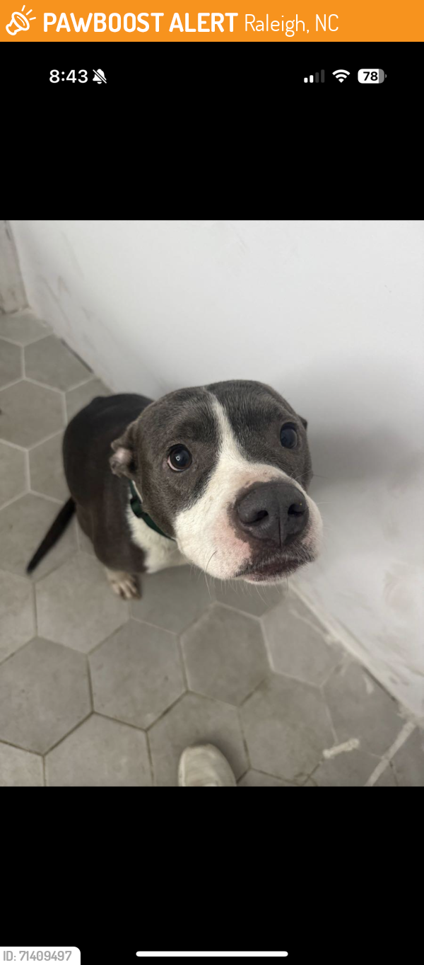 Found/Stray Female Dog last seen State st and Oakwood, Raleigh, NC 27601