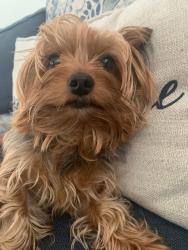 Lost Male Dog last seen Fairburn Rd & Hwy 92/166, Douglasville, GA 30135
