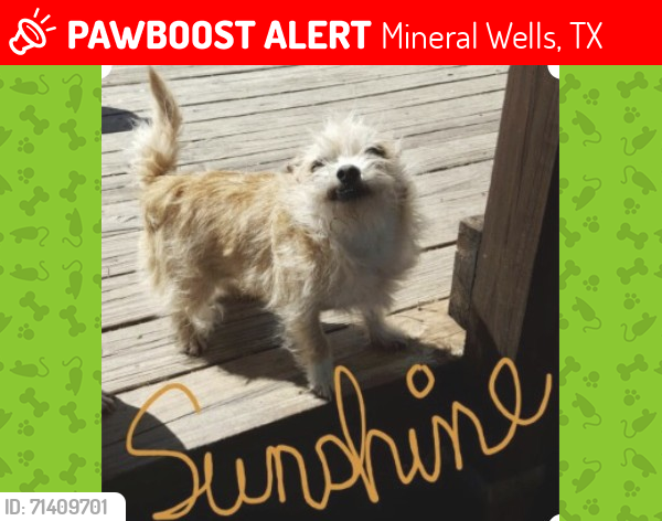 Lost Female Dog last seen SW 9th Ave, Mineral Wells, TX 76067, Mineral Wells, TX 76067