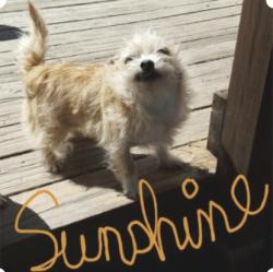 Lost Female Dog last seen SW 9th Ave, Mineral Wells, TX 76067, Mineral Wells, TX 76067