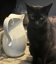 Reunited Female Cat last seen Septo St, Jovita Ave, Los Angeles, CA 91311