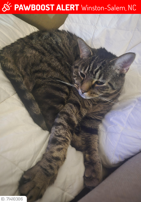 Lost Male Cat last seen The flts @ salem apmts, Winston-Salem, NC 27106