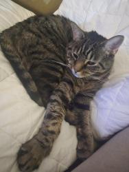 Lost Male Cat last seen The flts @ salem apmts, Winston-Salem, NC 27106