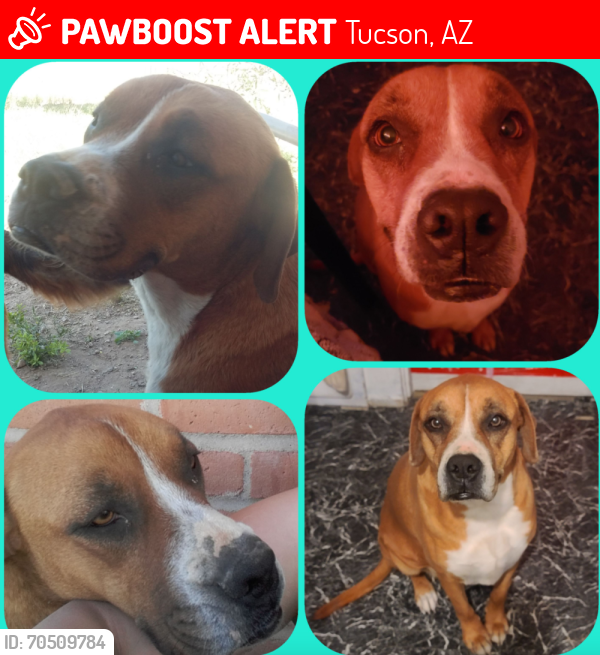 Lost Female Dog last seen Tucson, Tucson, AZ 85706