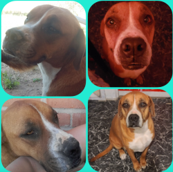 Lost Female Dog last seen Tucson, Tucson, AZ 85706