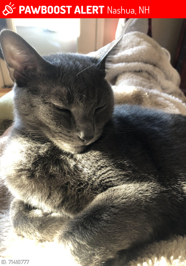 Lost Male Cat last seen Jensen Park, Nashua, NH 03062