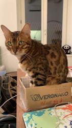 Lost Male Cat last seen Near hibiscus street, Miami, Miami, FL 33133