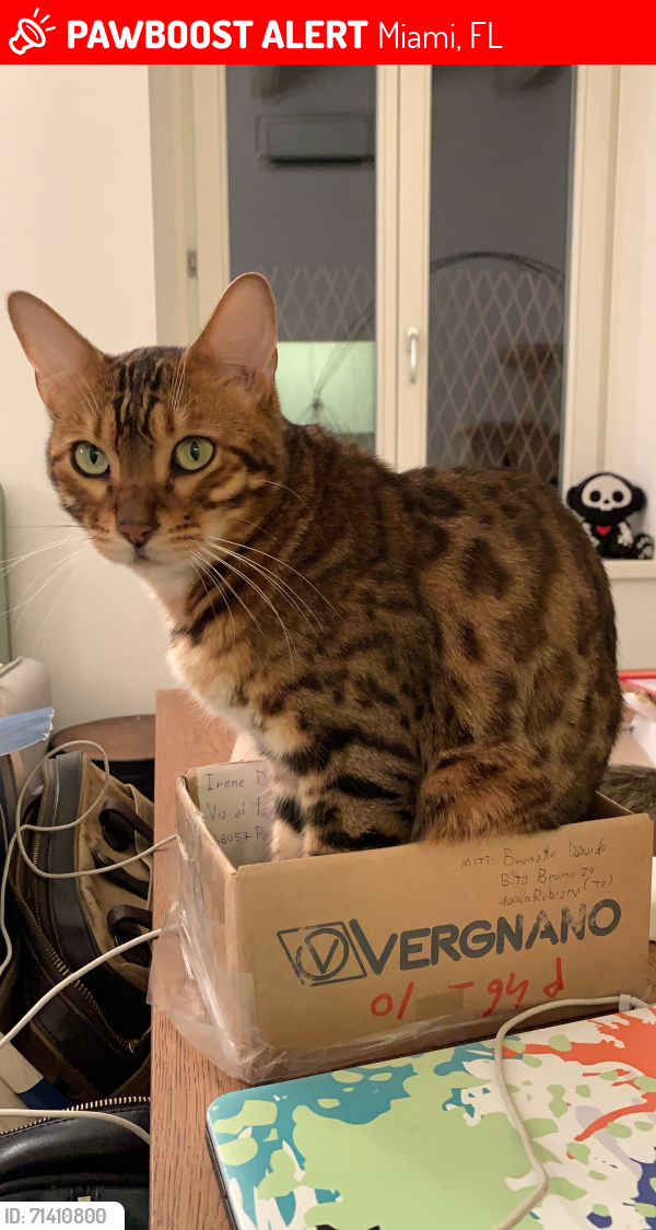 Lost Male Cat last seen Near hibiscus street, Miami, Miami, FL 33133