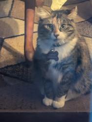 Lost Female Cat last seen Between Thomasville & Chestnut Heights road, Winston-Salem, NC 27107