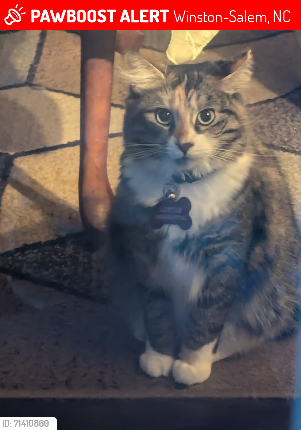 Lost Female Cat last seen Between Thomasville & Chestnut Heights road, Winston-Salem, NC 27107
