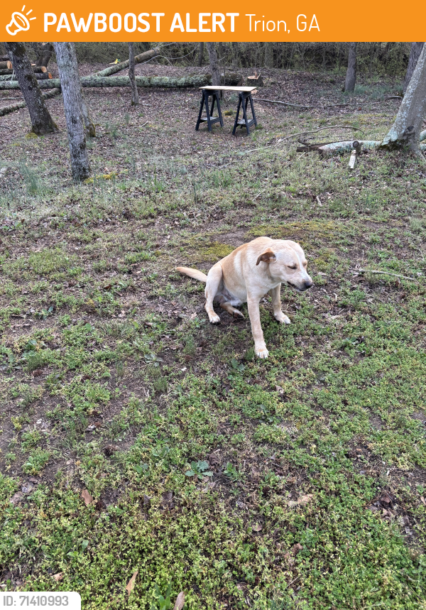Found/Stray Male Dog last seen Walker, Chattooga county line., Trion, GA 30753