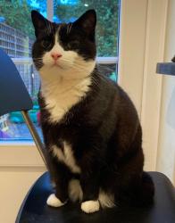 Lost Female Cat last seen Hampton Wick, Teddington, Greater London, England TW11 9RR