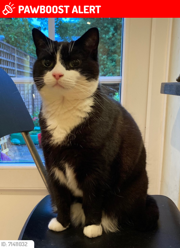 Lost Female Cat last seen Hampton Wick, Teddington, Greater London, England TW11 9RR