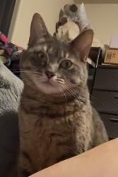Lost Female Cat last seen Four seasons trailer park, Anchorage, AK 99504