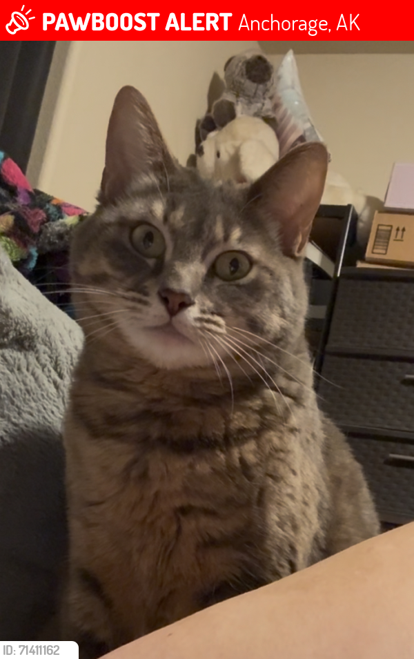 Lost Female Cat last seen Four seasons trailer park, Anchorage, AK 99504