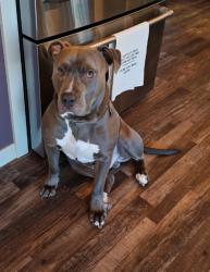 Lost Male Dog last seen Western Self Storage - East Valley Hwy E Sumner, WA, Sumner, WA 98390