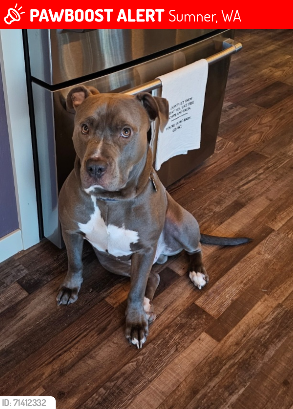 Lost Male Dog last seen Western Self Storage - East Valley Hwy E Sumner, WA, Sumner, WA 98390