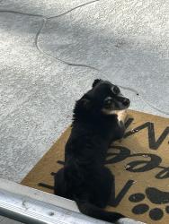 Lost Male Dog last seen Wellness Park Palm Springs California across from Desert Regional Hospital , Palm Springs, CA 92262