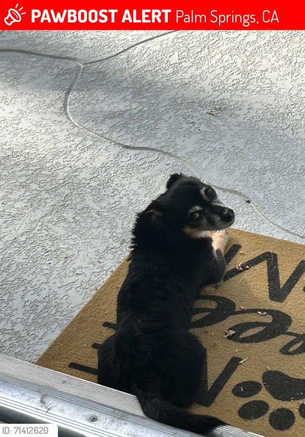 Lost Male Dog last seen Wellness Park Palm Springs California across from Desert Regional Hospital , Palm Springs, CA 92262